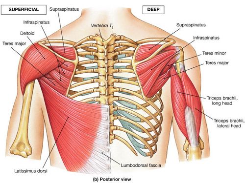 rotator cuff muscles